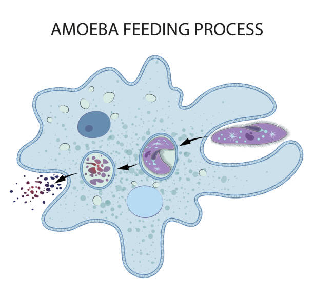 ilustraciones, imágenes clip art, dibujos animados e iconos de stock de alimentación y digestión en ameba - paramecium