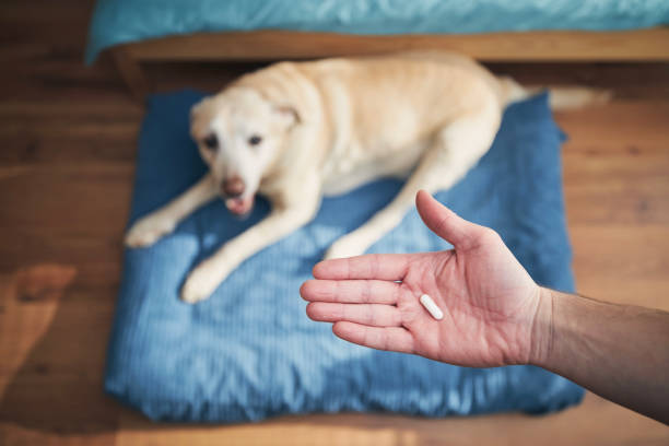 istock Man giving medicine to his old dog 1367144147