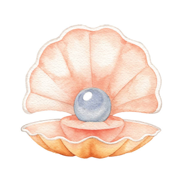 Watercolor Pearl in Shell Vector illustration of pearl in shell. clam animal stock illustrations
