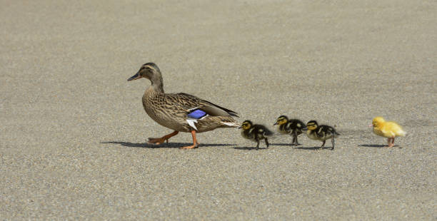 istock Mallard Female and ducklings 1367144563