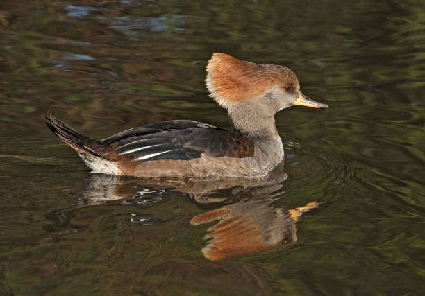 istock Merganser Hooded Duck. 1367144589