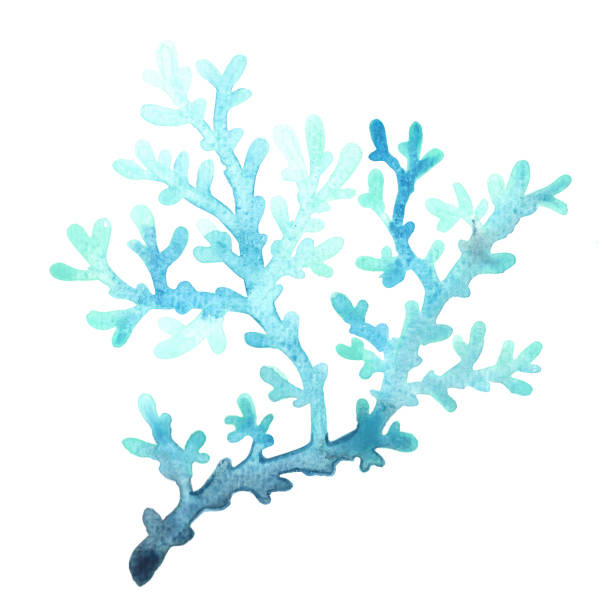 ilustrações de stock, clip art, desenhos animados e ícones de blue coral watercolor illustration for decoration on marine life and coastal living. - underwater abstract coral seaweed