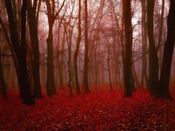 Red autumn forest in the fog. Mysterious misty woods. stock photo