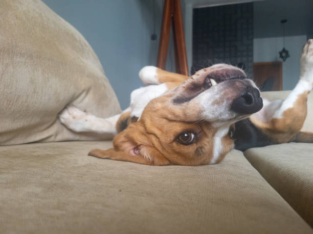 istock Beagle dog smiling on the couch 1367146083