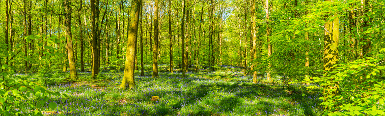 Summer sunlight filtering through the green foliage of a tranquil forest clearing to illuminate the wildflowers and bluebells in this idyllic woodland glade.