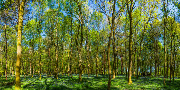 green forest wilderness spring flowers growing beneath leafy canopy panorama - copse imagens e fotografias de stock