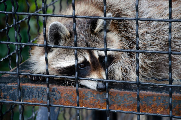 istock sad raccoon in the zoo behind bars 1367146987