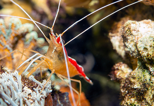 Cleaner Shrimp -Lysmata Amboinensis