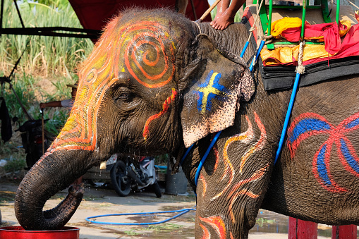 Asian elephants are an attraction in various public parks in Thailand.