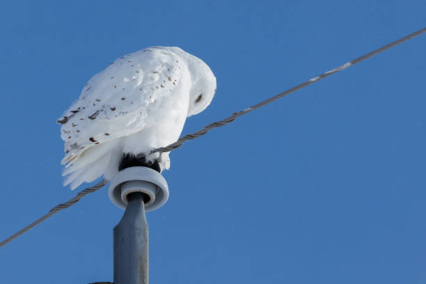 istock Snowy owl in flight and landing 1367152373