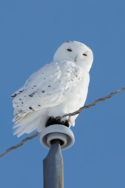 istock Snowy owl in flight and landing 1367152465
