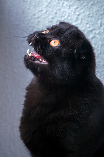 Scottish Fold black Cat with shaking chins during a fly hunting