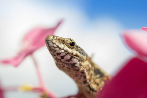 Close-up of Podarcis muralis (common wall lizard) in clourful flowers