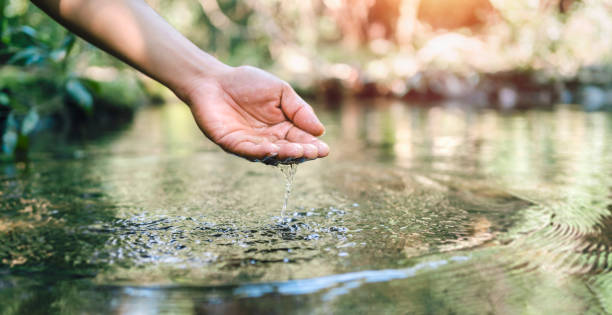 istock and touches  water in the pond 1367158251