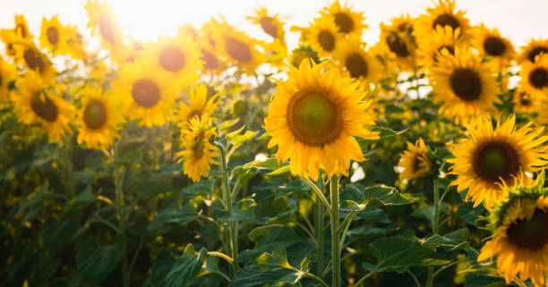 istock sun flower with sunshine in gardren 1367158260