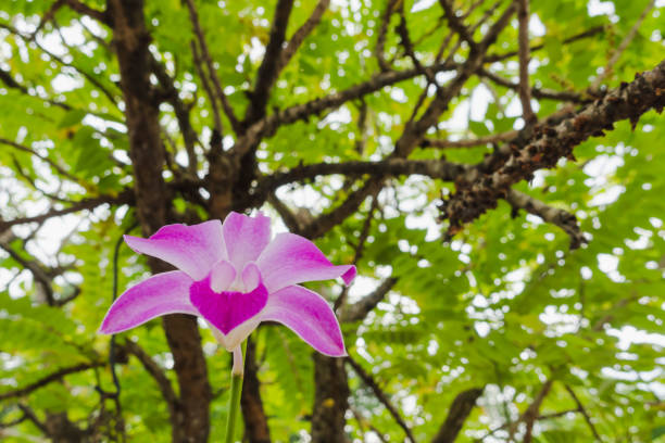 This image features a detailed macro shot of three beautiful orchid blooms, characterized by their soft white and pale pink petals. The flowers display intricate patterns of violet-purple veining and fine speckles that radiate from the center, which holds a small, warm yellow accent. To the left, vibrant green, lance-shaped leaves frame the blossoms, providing a striking color contrast. The photography utilizes a shallow depth of field, keeping the orchids in sharp focus while the background foliage blurs into a soft, natural green bokeh, emphasizing the elegance and fragility of the flowers.