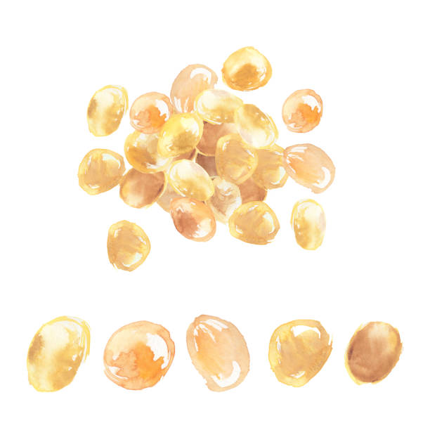istock Illustration of soybeans drawn in watercolor 1367159333