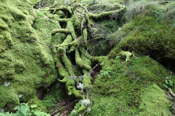 istock Norway green mossy forest background 1367159397