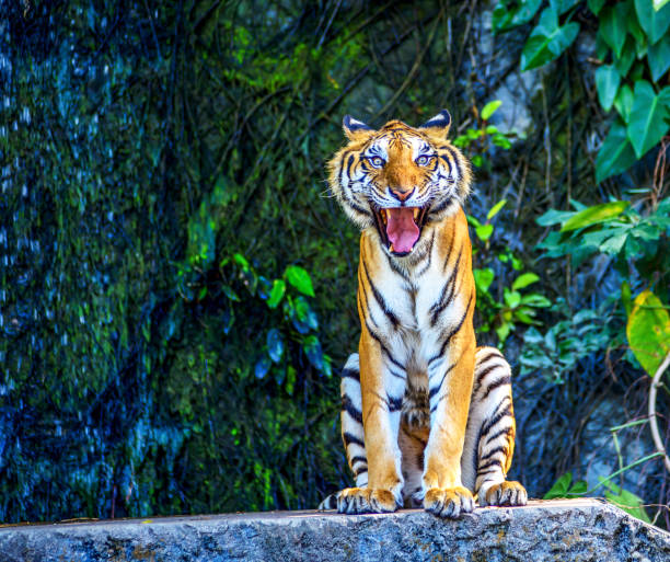 istock Big tiger standing and looking to camera. 1367159612