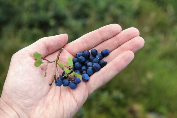 istock Bog bilberry in Norway 1367159662