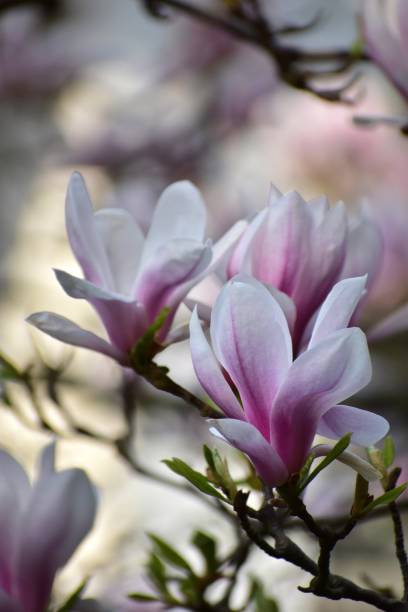 istock Blooming magnolia tree in gdansk 1367161016