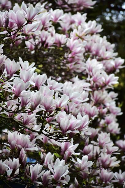 istock Blooming magnolia tree in gdansk 1367161023