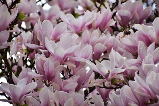 istock Blooming magnolia tree in gdansk 1367161031