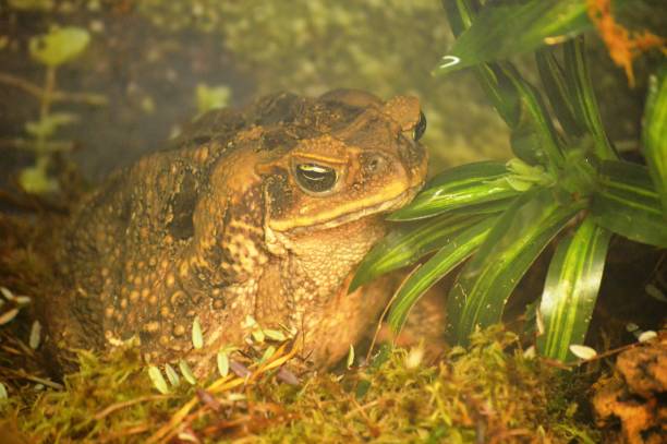 экзотические лягушка - cane toad toad wildlife nature стоковые фото и изображения