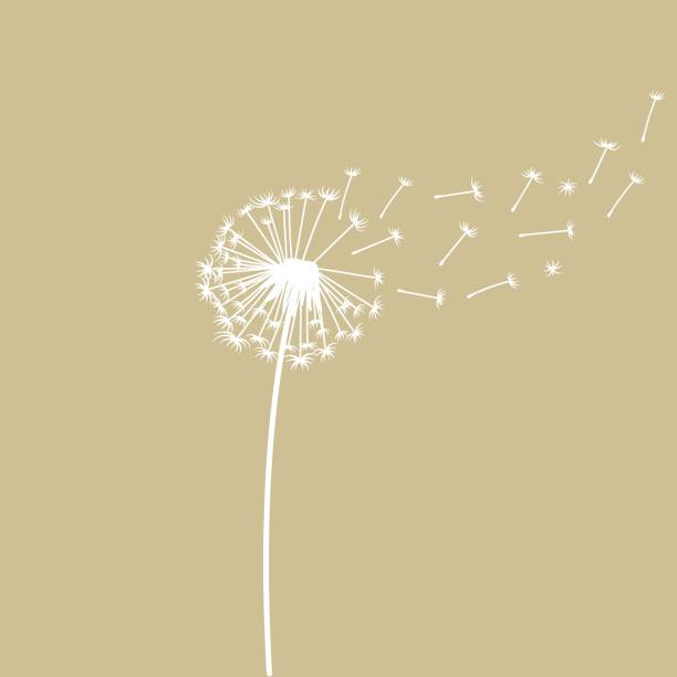 Dandelion with seeds blown away by the wind. Dandelion with seeds blown away by the wind. Hand drawn illustration for holiday cards banner template with copy space thinking of you card stock illustrations