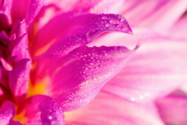 istock Dahlia petals with water drops 1367162938