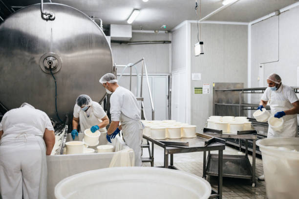 Cheese and dairy products factory Manual workers in cheese and milk dairy production factory. Traditional European handmade healthy food manufacturing. dairy producer stock pictures, royalty-free photos & images