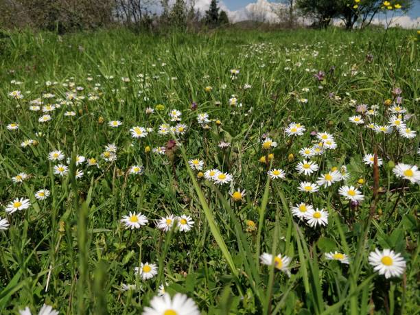 istock Close up of daisies on green grass in spring 1367163831
