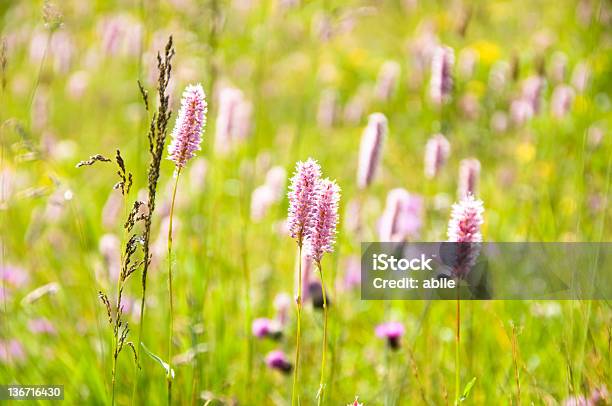 Mountain Flowers Stock Photo - Download Image Now - Agricultural Field, Agriculture, Beauty In Nature