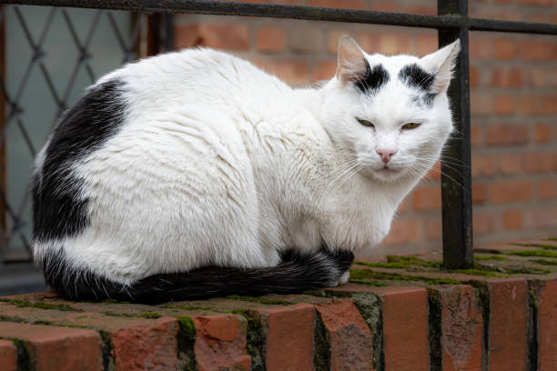 a black and white cat sits on a red brick arch. red brick wall in the background - kitten cats animals and pets formal garden imagens e fotografias de stock