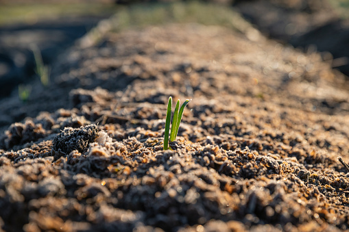 A close up shot a baby leek plant on a community farm on a frost winter's morning. It has been planted in a compost made up of an array of recycled organic matter such as hops which has come from a local brewery.