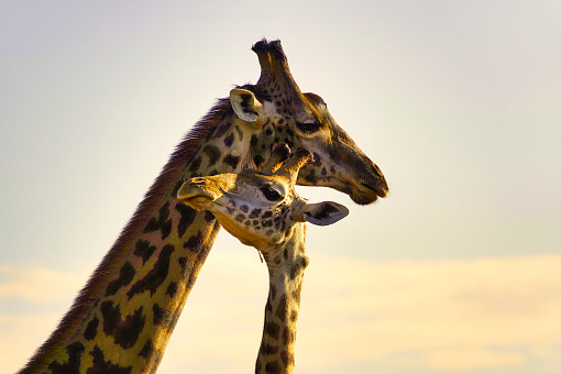 Giraffes in Tsavo East and Tsavo West National Park in Kenya