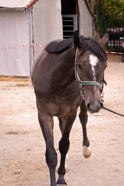 istock Young horse in stable outside 1367168808