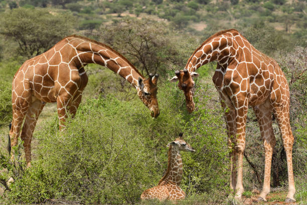Giraffes in Tsavo East and Tsavo West National Park in Kenya Giraffes in Tsavo East and Tsavo West National Park in Kenya tsavo east national park photos stock pictures, royalty-free photos & images