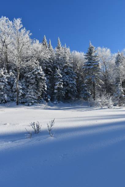 Un ciel bleu A frosty forest under a blue sky, Quebec, Canada ciel bleu stock pictures, royalty-free photos & images