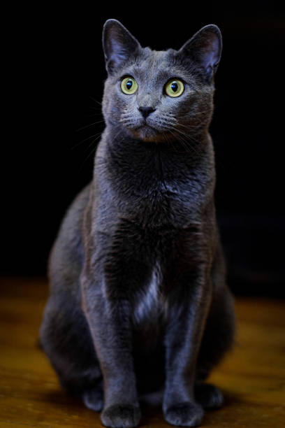 Russian blue cat with green eyes sits on a dark background