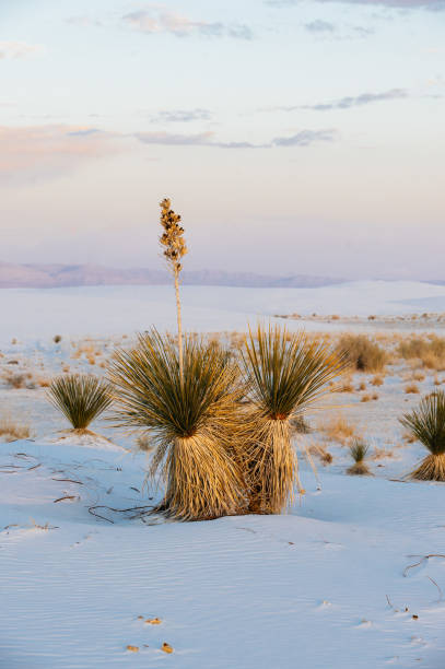 istock Dusk at White Sands National Park 1367171068
