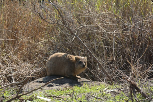 istock Rock Hyrax (Procavia capensis) sunning itself on winter day, Israel. 1367172105