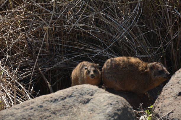 istock Rock Hyrax (Procavia capensis) sunning itself on winter day, Israel. 1367172107