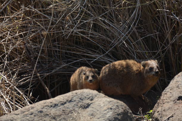istock Rock Hyrax (Procavia capensis) sunning itself on winter day, Israel. 1367172111