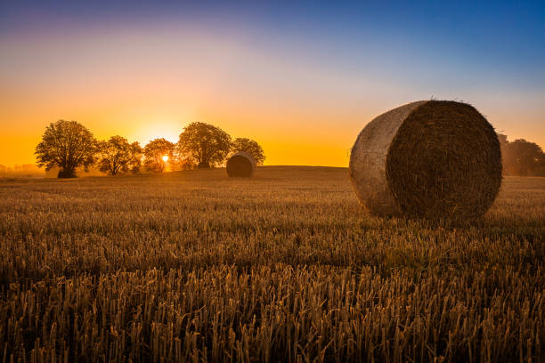 필드를 해질녘까지 - wheat sunset bale autumn 뉴스 사진 이미지