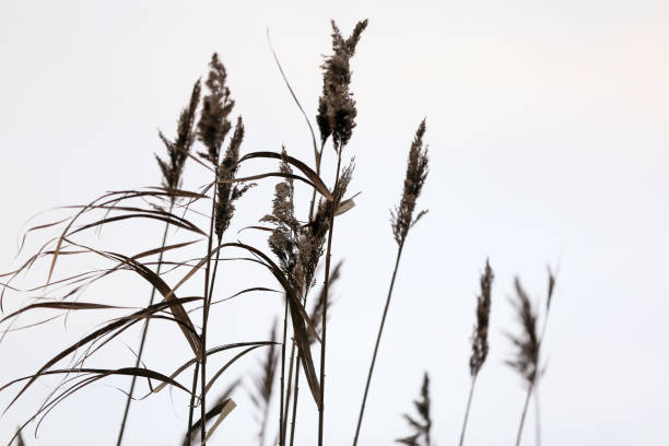 istock Reeds Reaching The Sky In The Marsh Area 1367174818