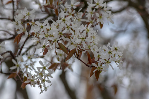 Amelanchier lamarckii deciduous flowering shrub, group of white flowers on branches in bloom, snowy mespilus plant cultivar