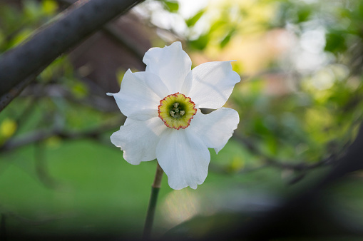Narcissus poeticus bright white ornamental flowering plant, group of beautiful springtime flowers in the garden