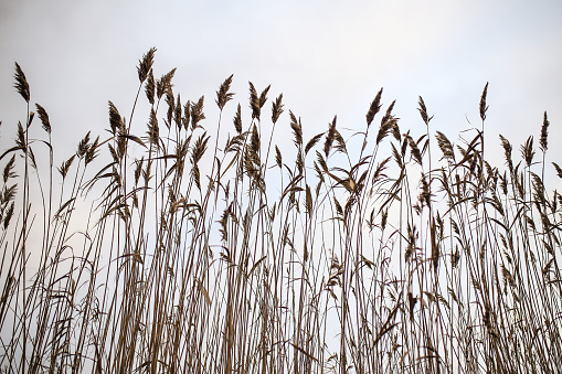 Tall Reeds Shot From Below In Cloudy Weather