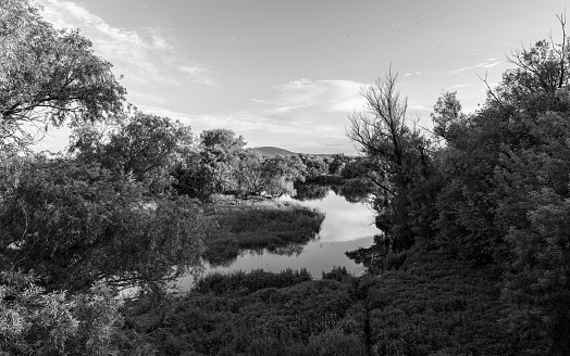 Nature reserve in Bratislava Slovakia shot in b&w